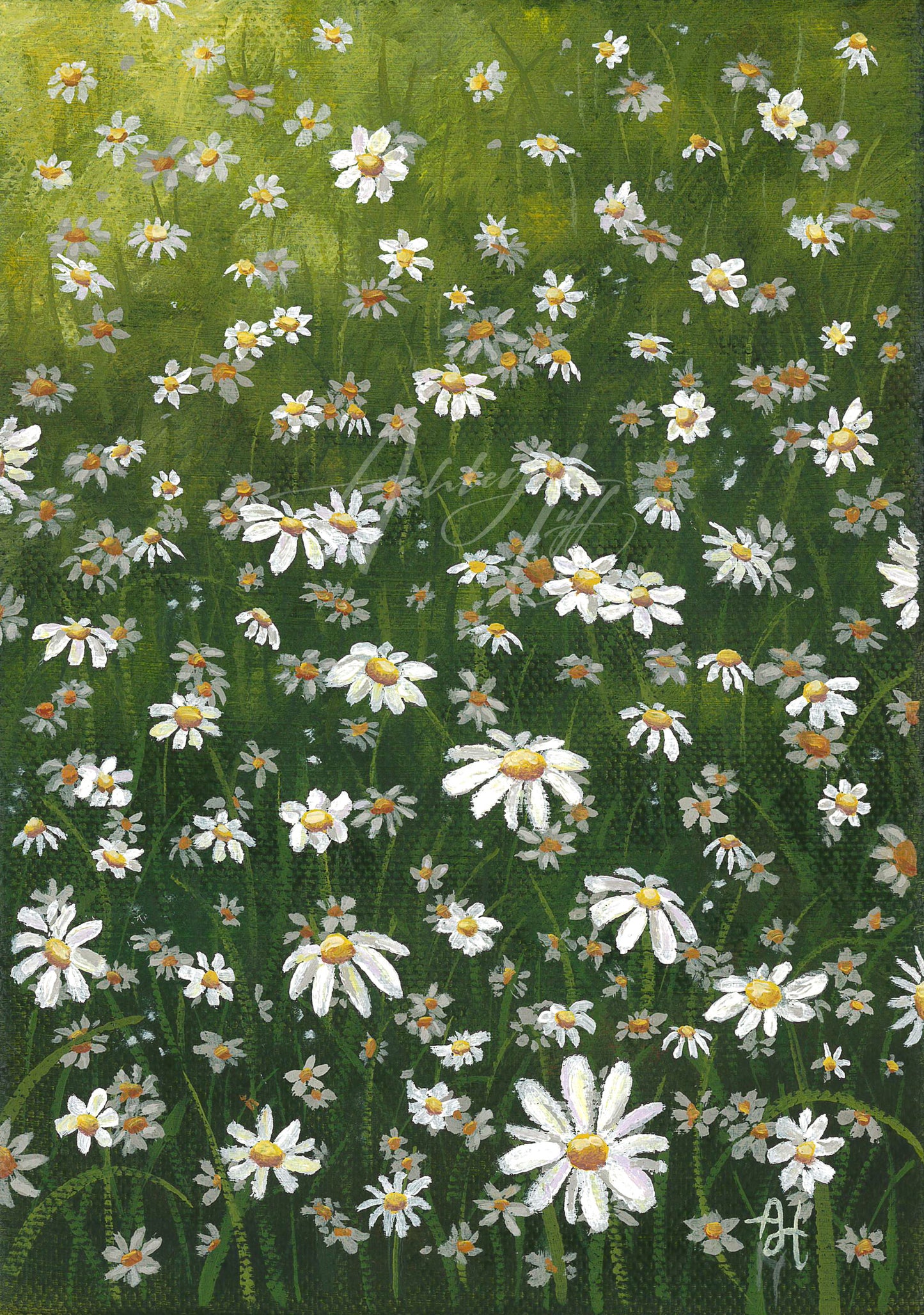 Daisy Fields Canvas Print
